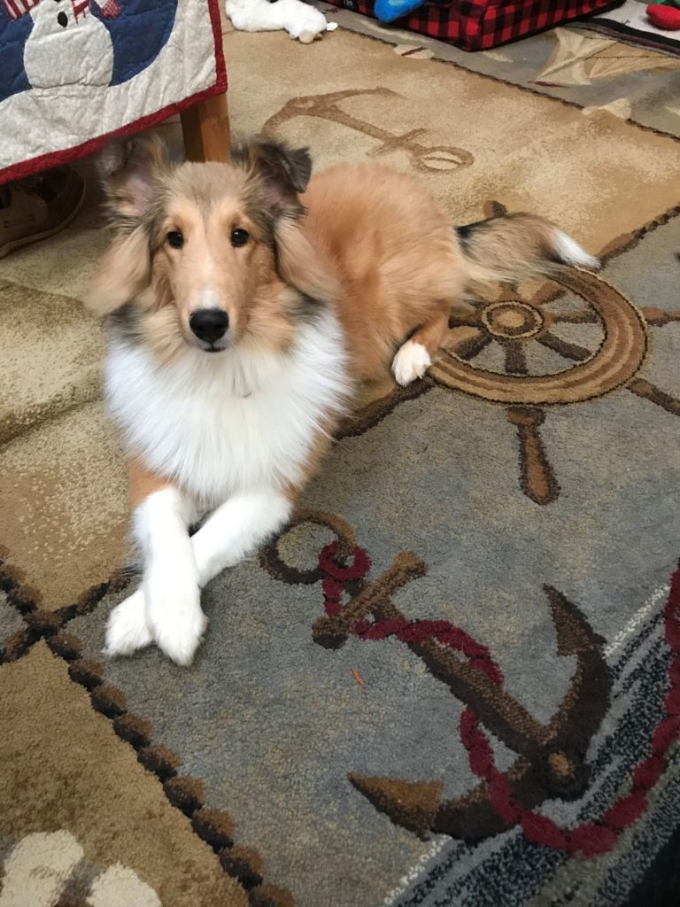 Waffles almost 6 months old 12/2019